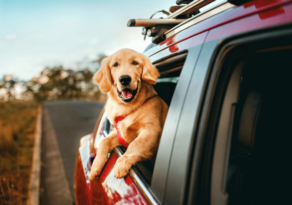 a labrador dog in a car with his paws out the window